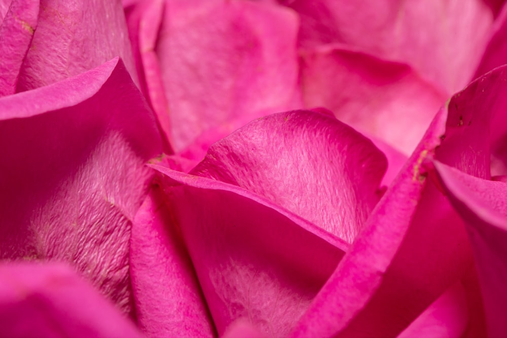 a close up view of a pink flower