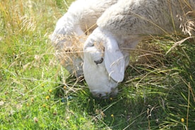 Sheep and goats feeding contentedly on fresh fodder