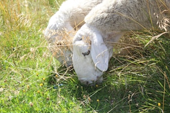 Sheep and goats feeding contentedly on fresh fodder