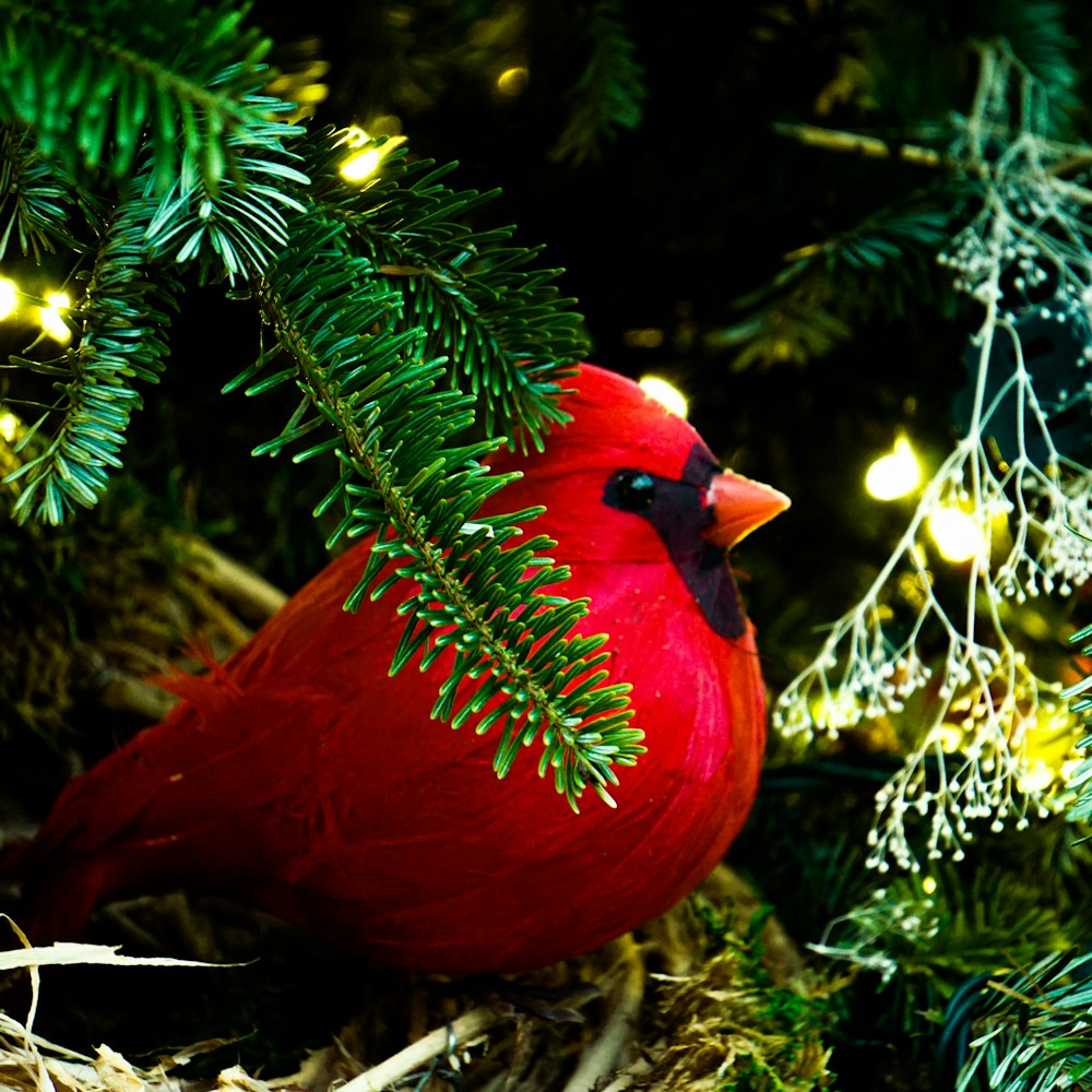 a red bird sitting on top of a green tree