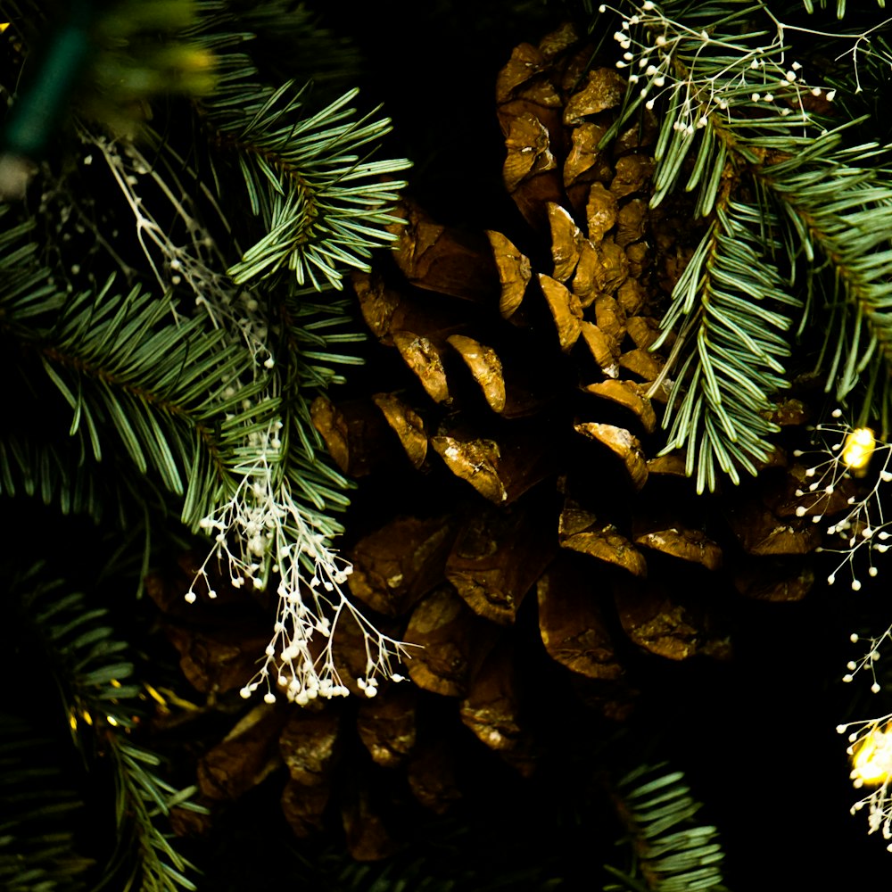 a close up of a pine cone on a tree