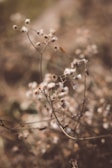 Terracotta-hued wildflowers softly swaying along a quiet woodland path.