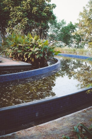 A serene water feature surrounded by native plants.