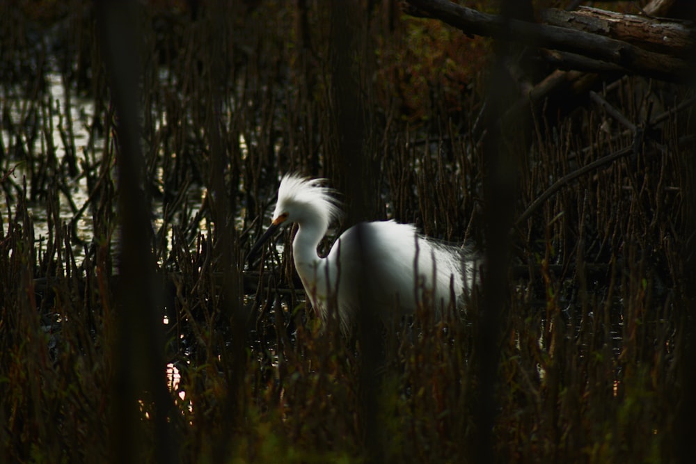 a white bird is standing in the water