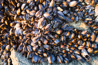 A dense cluster of mussels attached to a rocky surface. The shells are mostly dark, varying from blue to black with hints of iridescent orange and brown reflections. The mussels are tightly packed together, creating a textured and layered appearance.