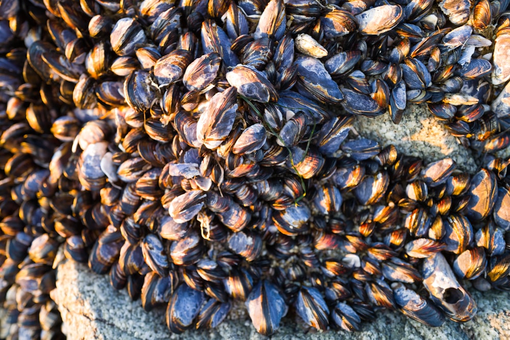 a bunch of clams on a rock