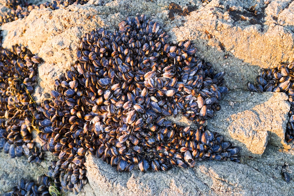 a bunch of small shells on a rock