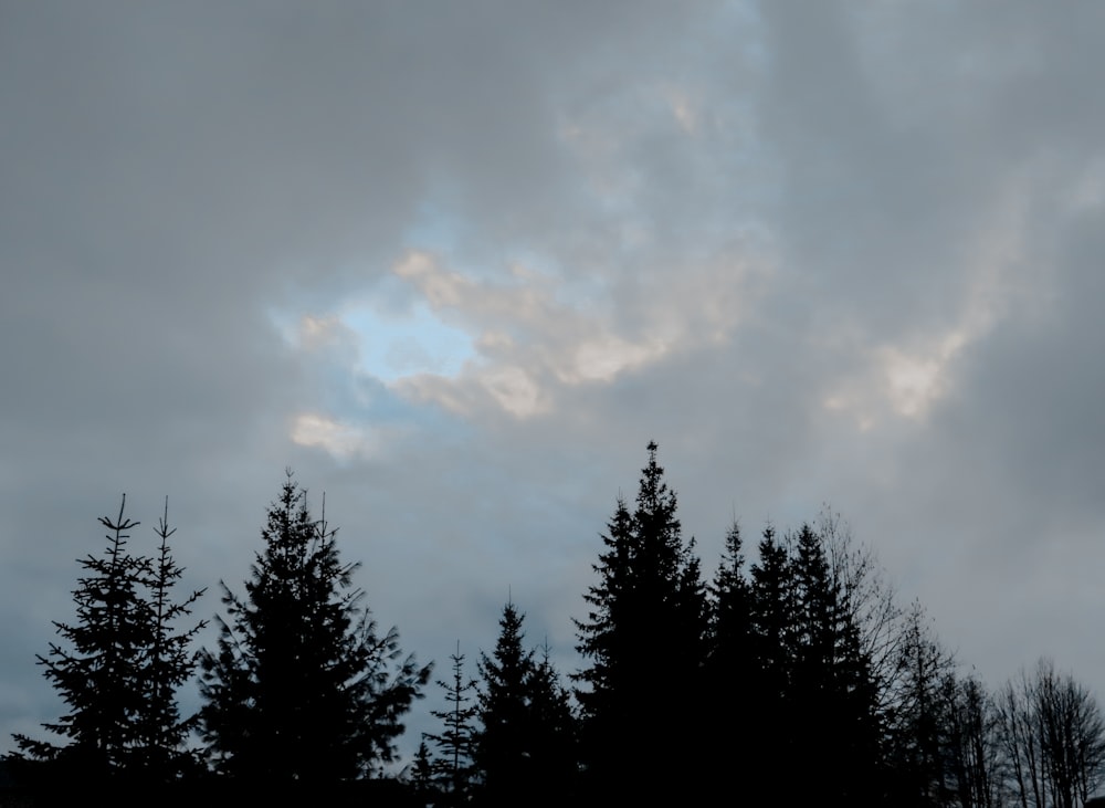 a group of trees with a cloudy sky in the background