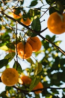 Bright sunlight filtering through citrus tree branches laden with ripe fruit.