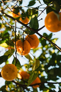 Bright sunlight filtering through citrus tree branches laden with ripe fruit.