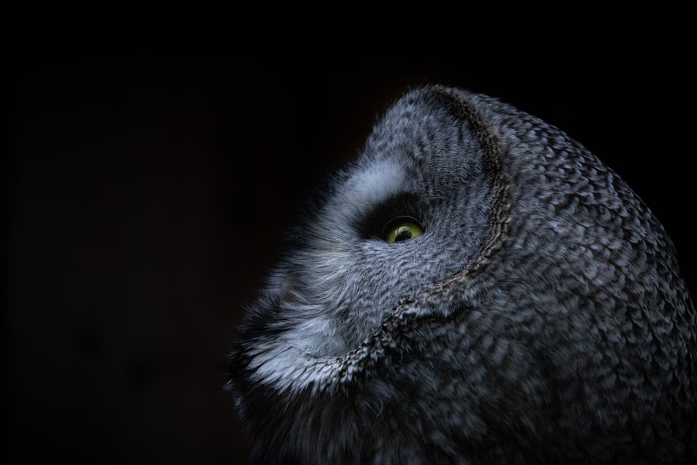 a close up of an owl's face with a black background