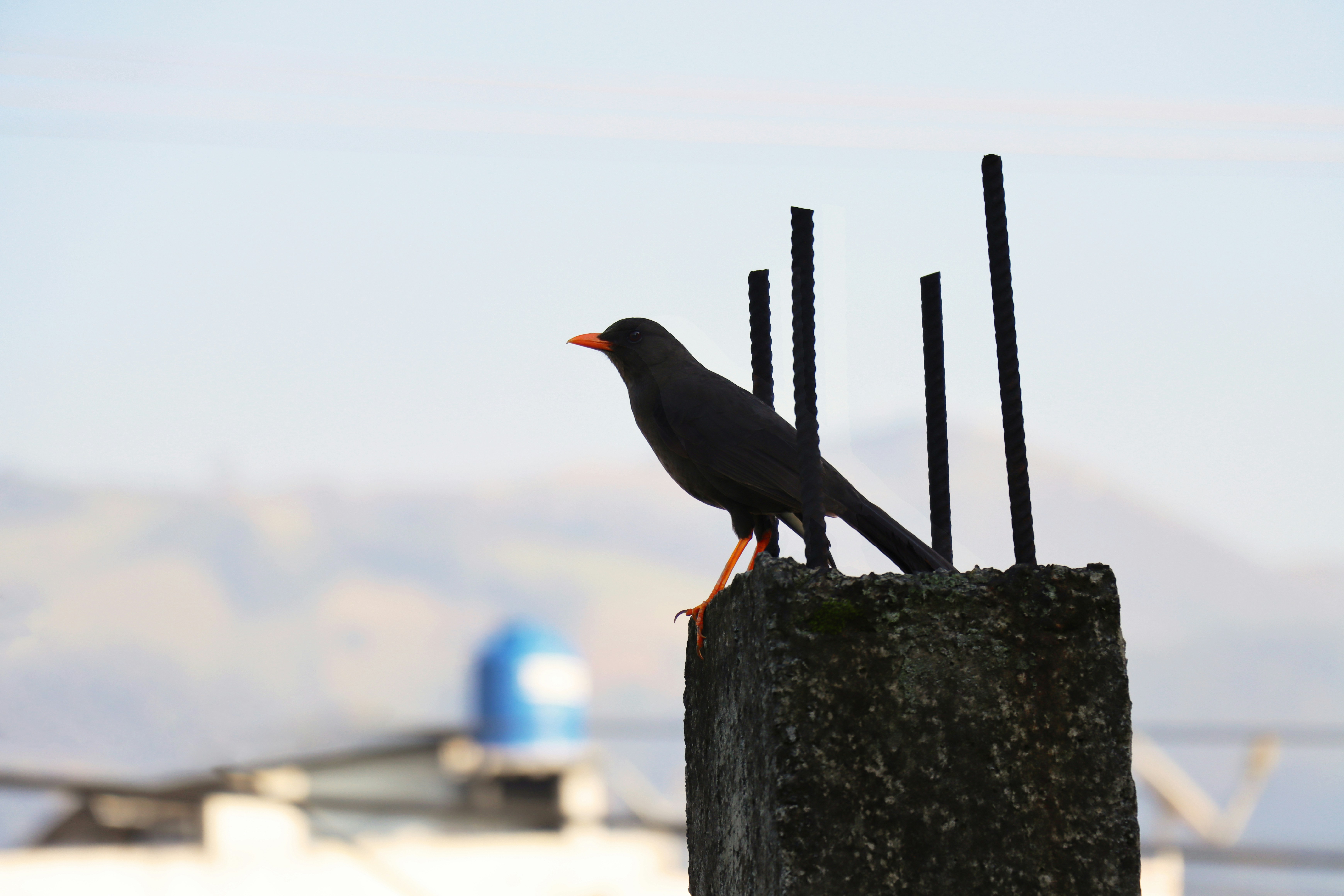 Fotomural a black bird sitting on top of a wooden post