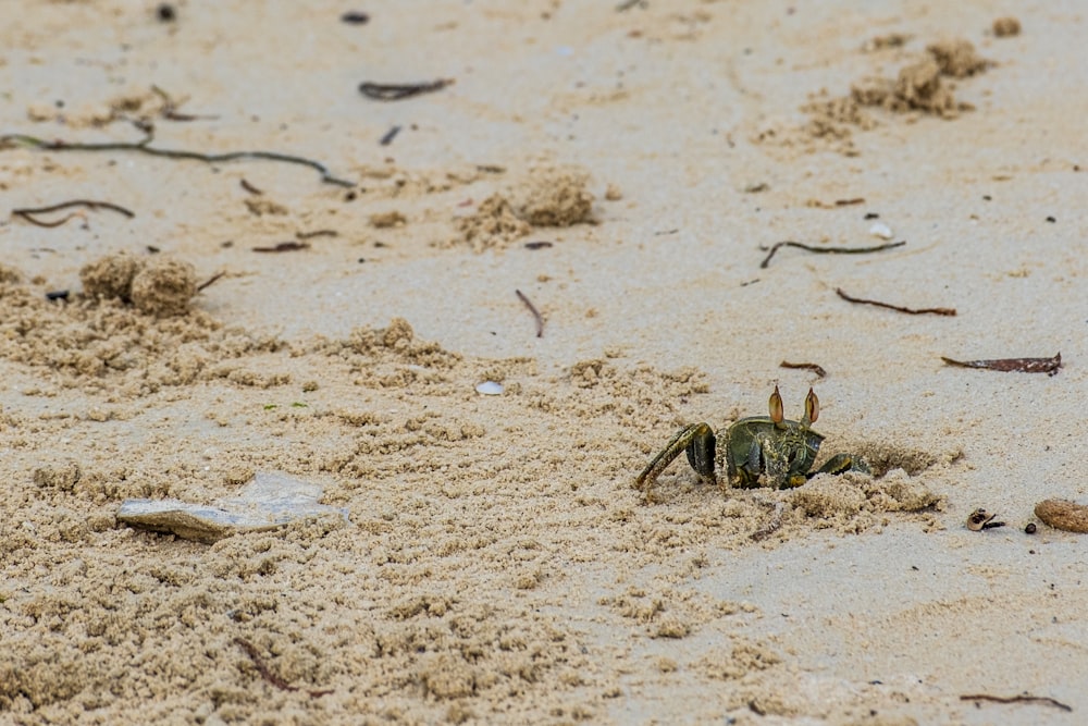 a crab crawling in the sand on a beach