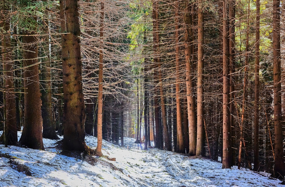 a snow covered forest filled with lots of trees