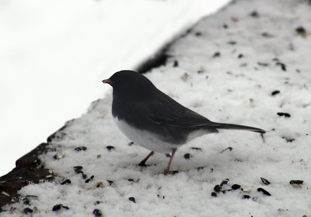 a small bird is standing on the snow