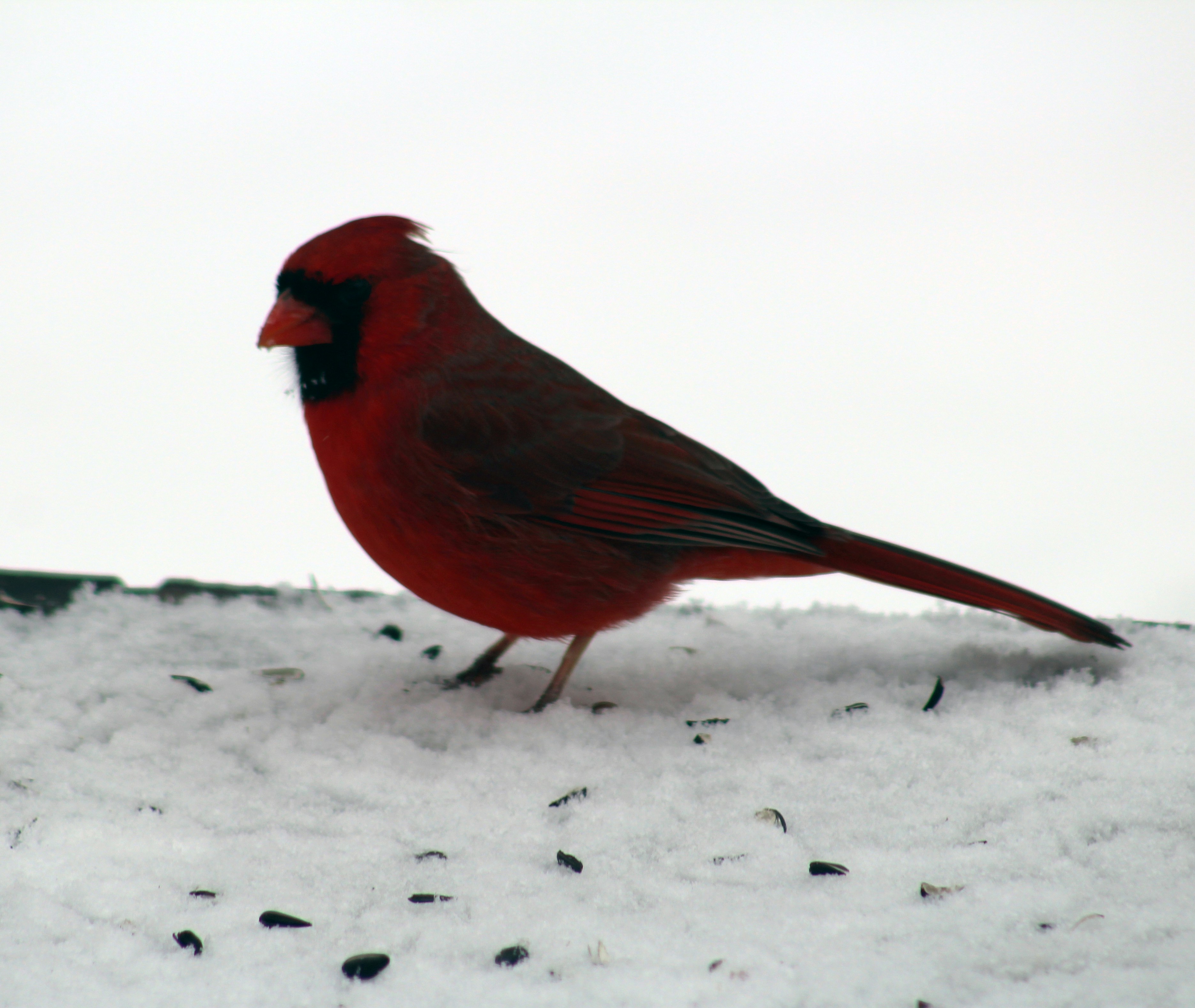 a red bird standing on top of snow covered ground