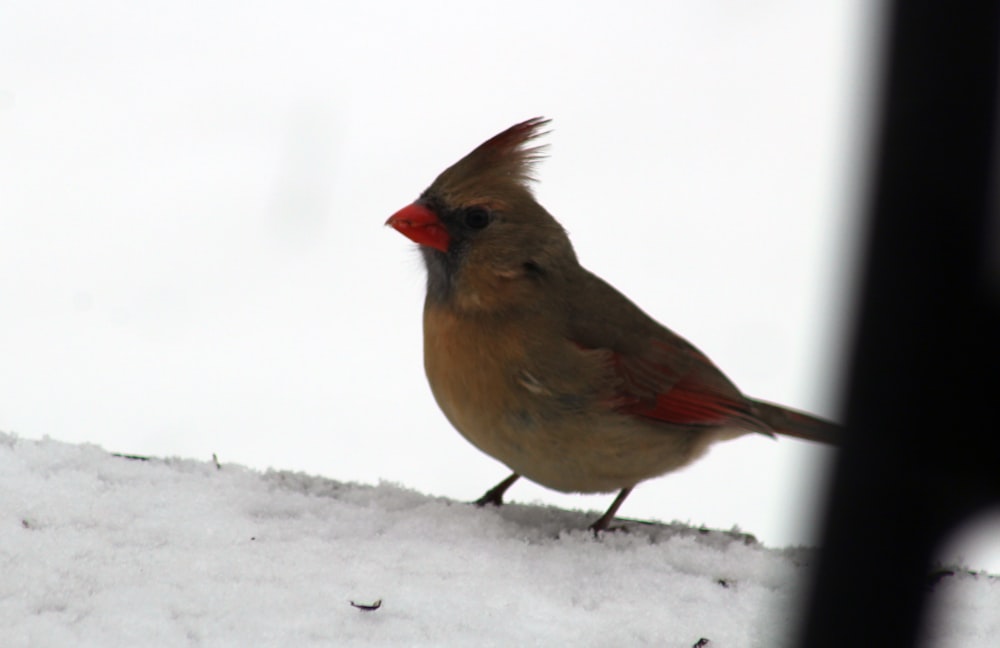 a bird with a red head standing in the snow