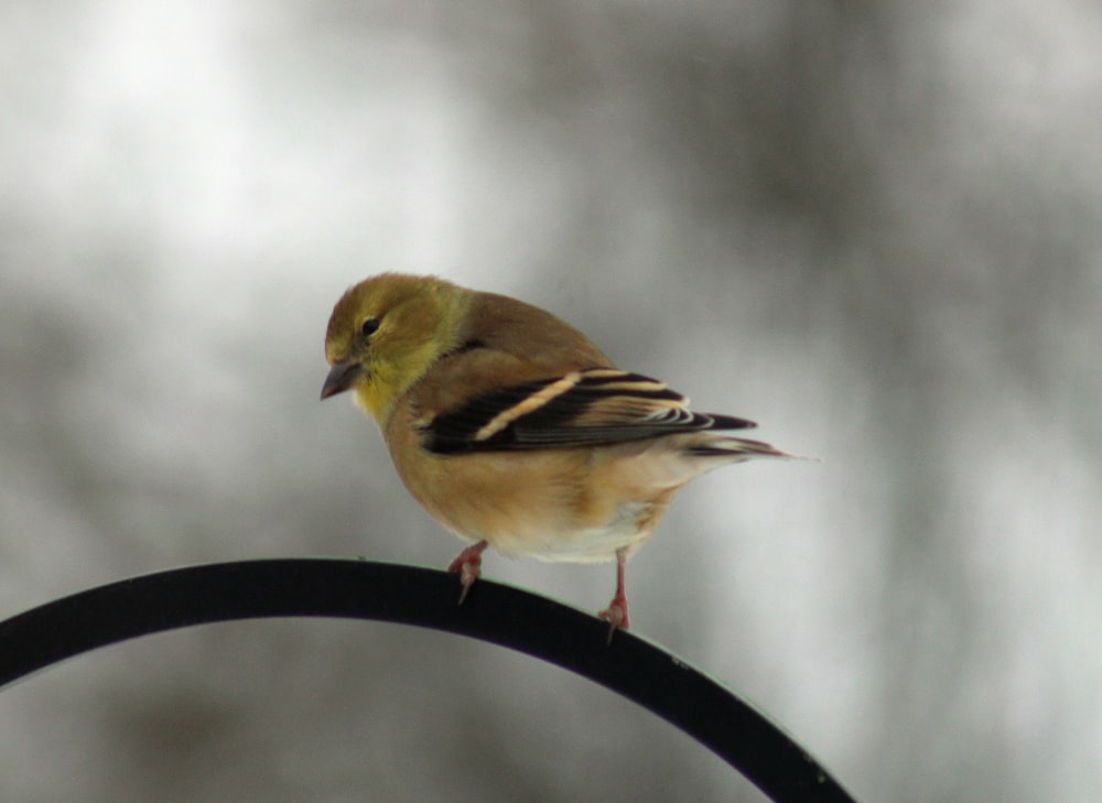 a small bird perched on top of a metal pole