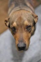 A close-up of a hopeful puppy looking directly into the camera with bright eyes.