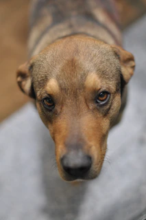 A close-up of a hopeful puppy looking directly into the camera with bright eyes.