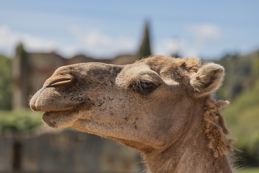 a close up of a camel with a building in the background