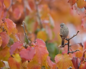 A cozy scene featuring Chester Chickadee surrounded by colorful leaves.