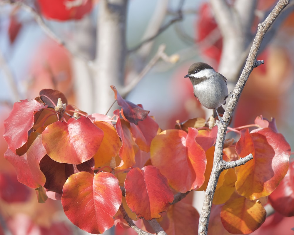 a small bird perched on a branch of a tree