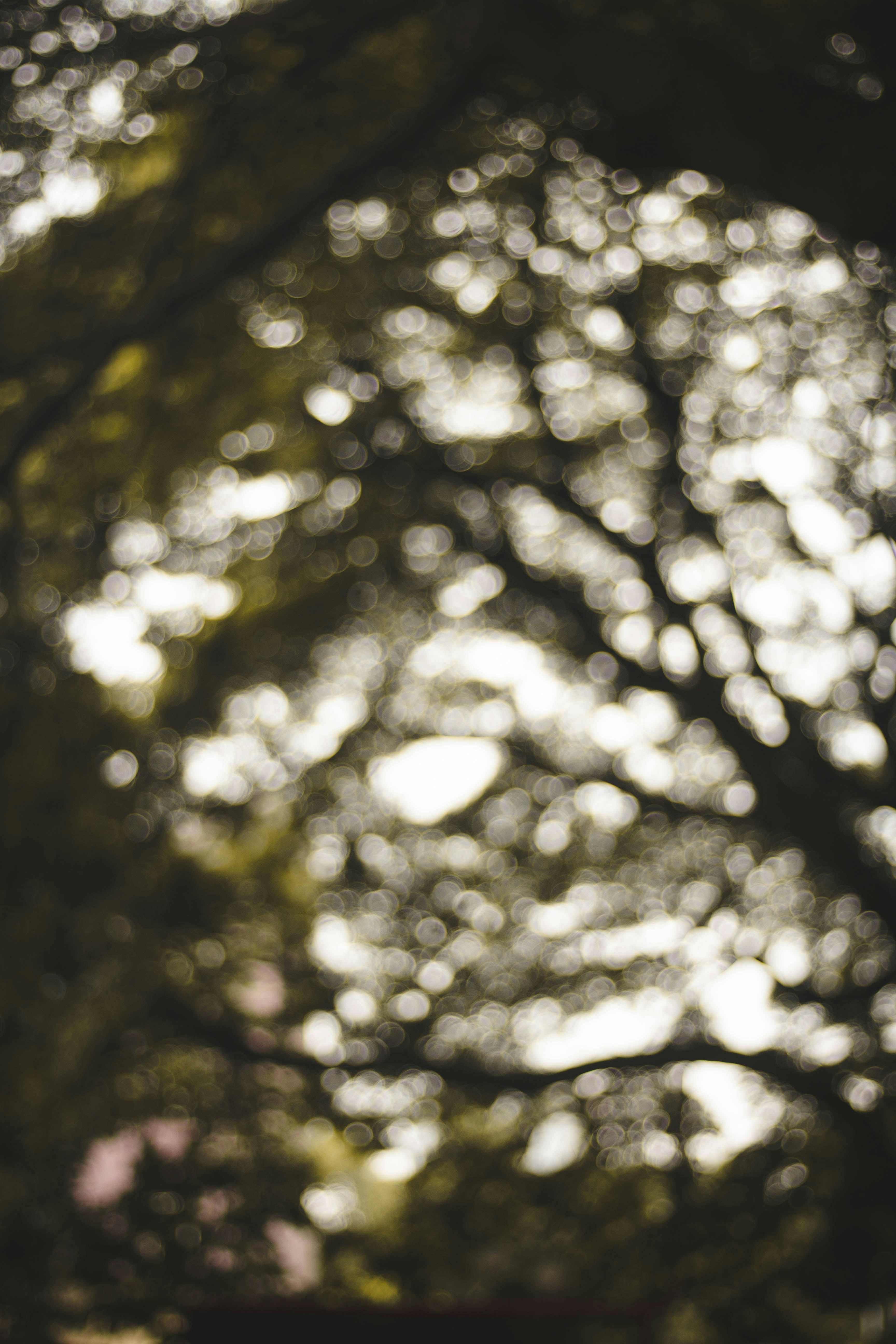 Photo by prempradeep