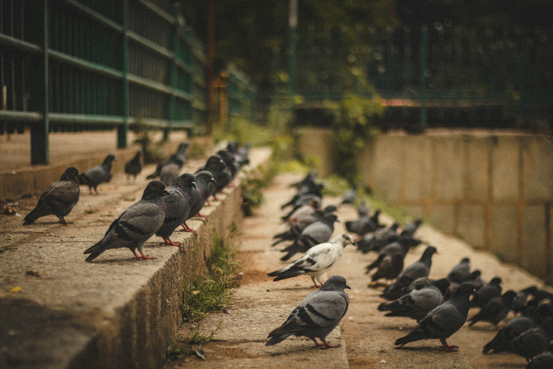 a flock of pigeons standing on a concrete ledge
