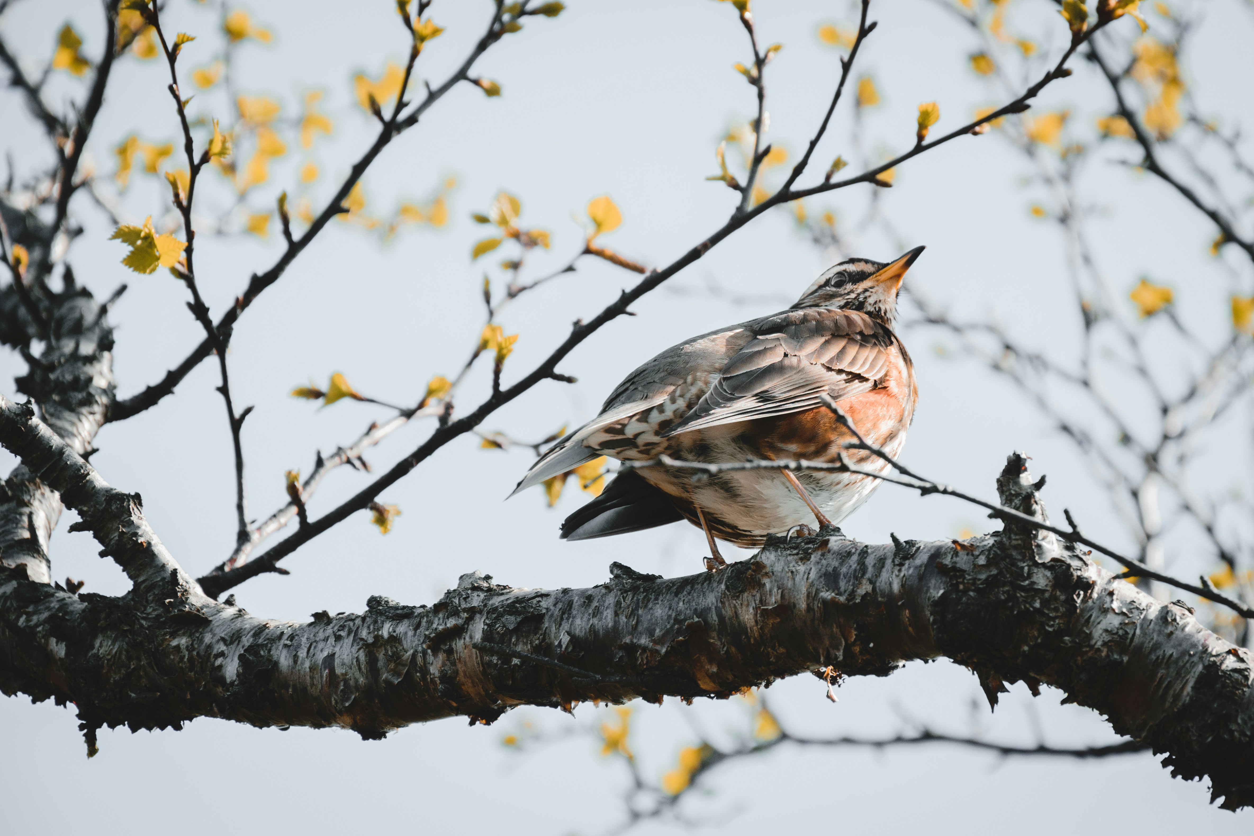 a bird perched on a branch of a tree