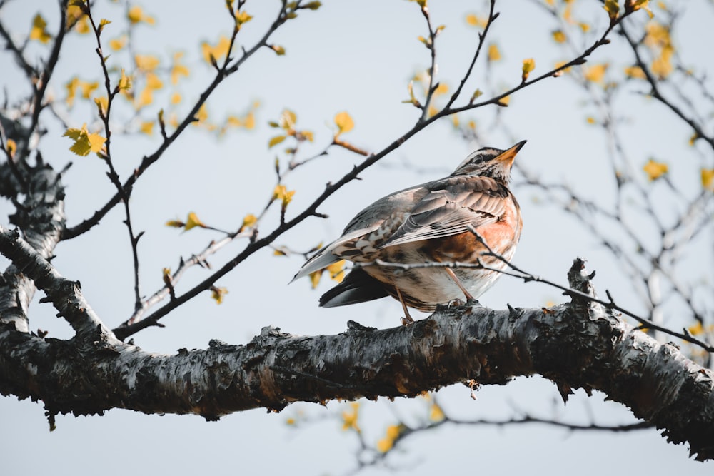 Un pájaro posado en una rama de un árbol