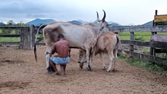 A person is kneeling and milking a cow in a rural setting. The cow is accompanied by a calf, and they are enclosed within a fenced area. The background features mountains and grassland, providing a pastoral atmosphere.