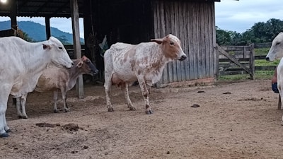 Several cattle are standing in a dirt yard adjacent to a wooden barn structure. The background includes a fence and some distant greenery with hills under a cloudy sky.