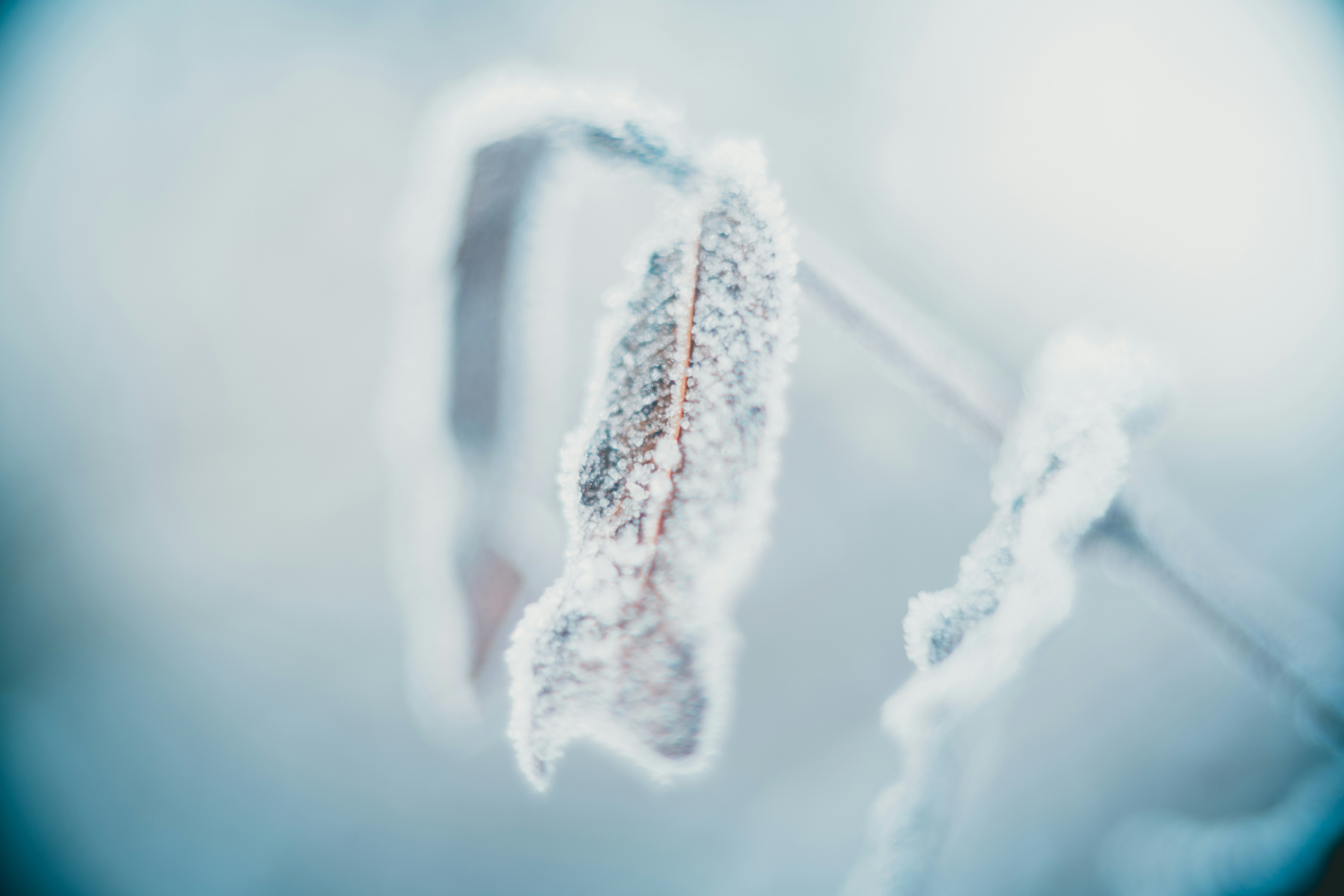 The Future of Freeze-Tolerance Research (image credits: unsplash)