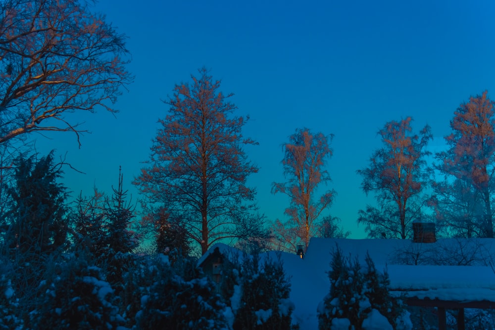 a snow covered field with trees in the background