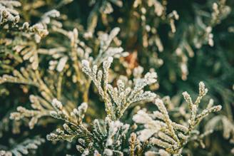 A serene winter garden with soft morning light filtering through frosted branches.