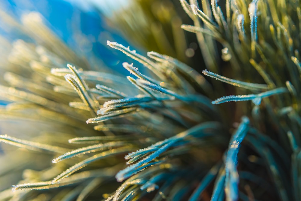 a close up of a pine tree with ice on it