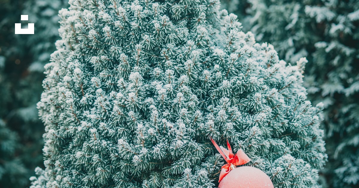 Quelques boules rouges assises au sommet d’un arbre photo – Photo ...