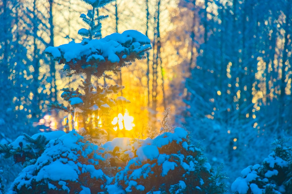 the sun is shining through the trees in the snow