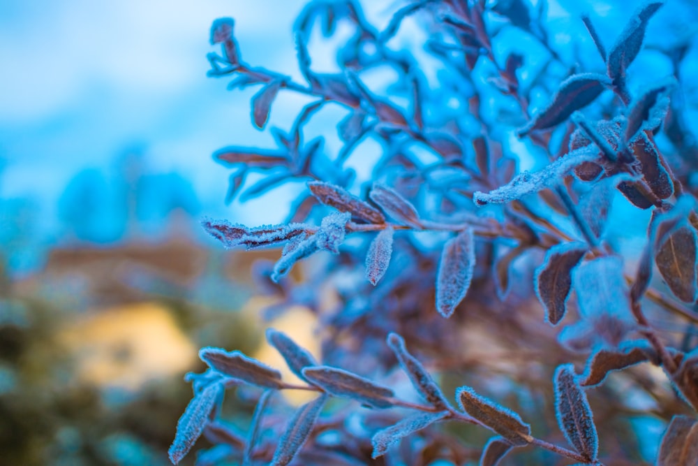 Un primer plano de una planta con hojas azules