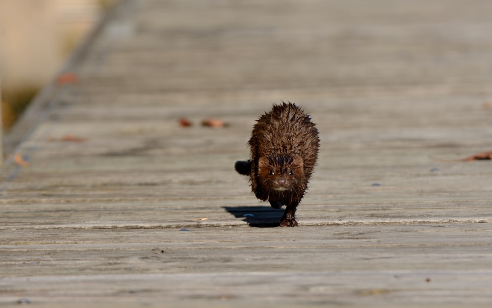 a small animal walking across a wooden walkway