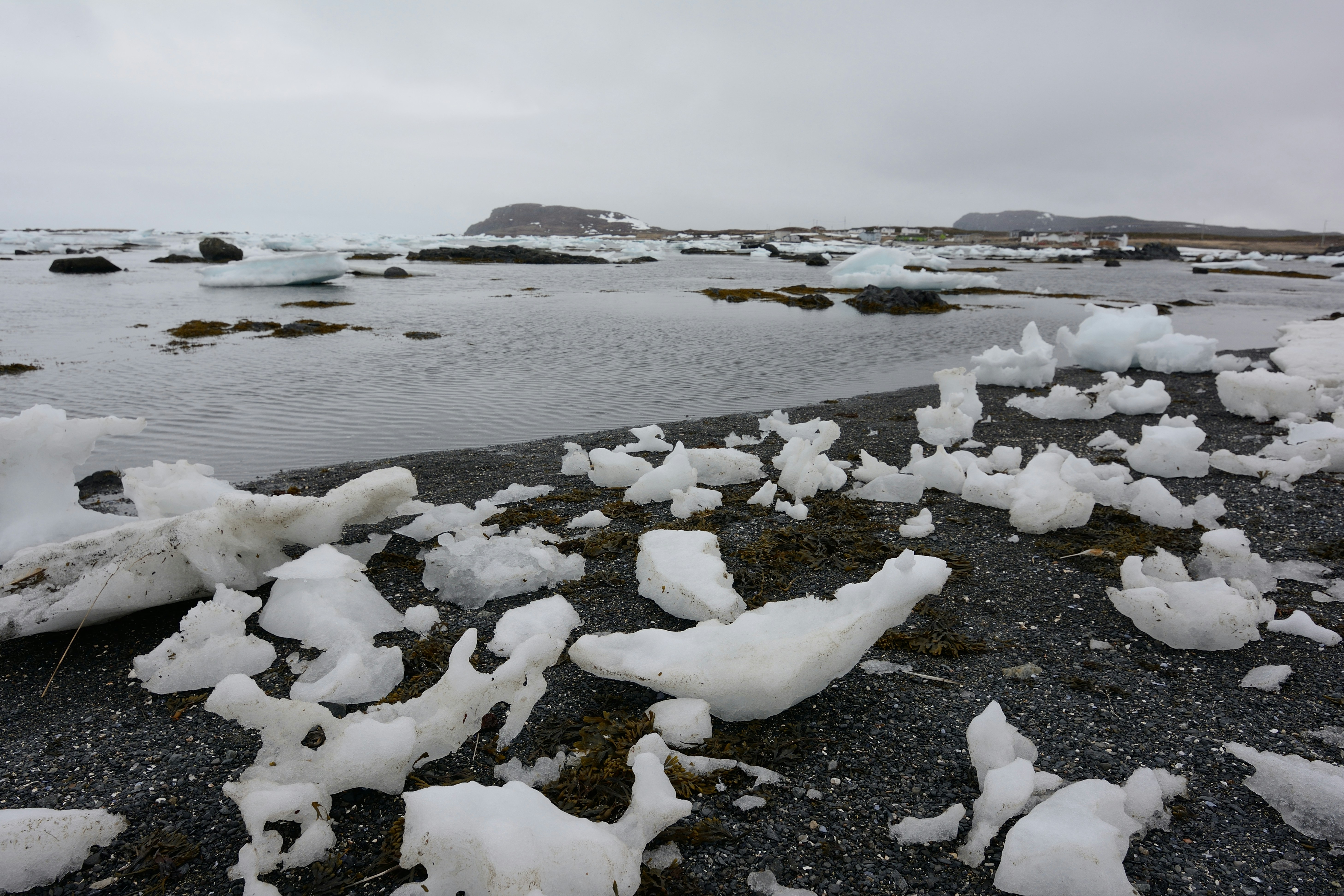 Fungal Pioneers: The Carbon Storage Champions (image credits: unsplash)