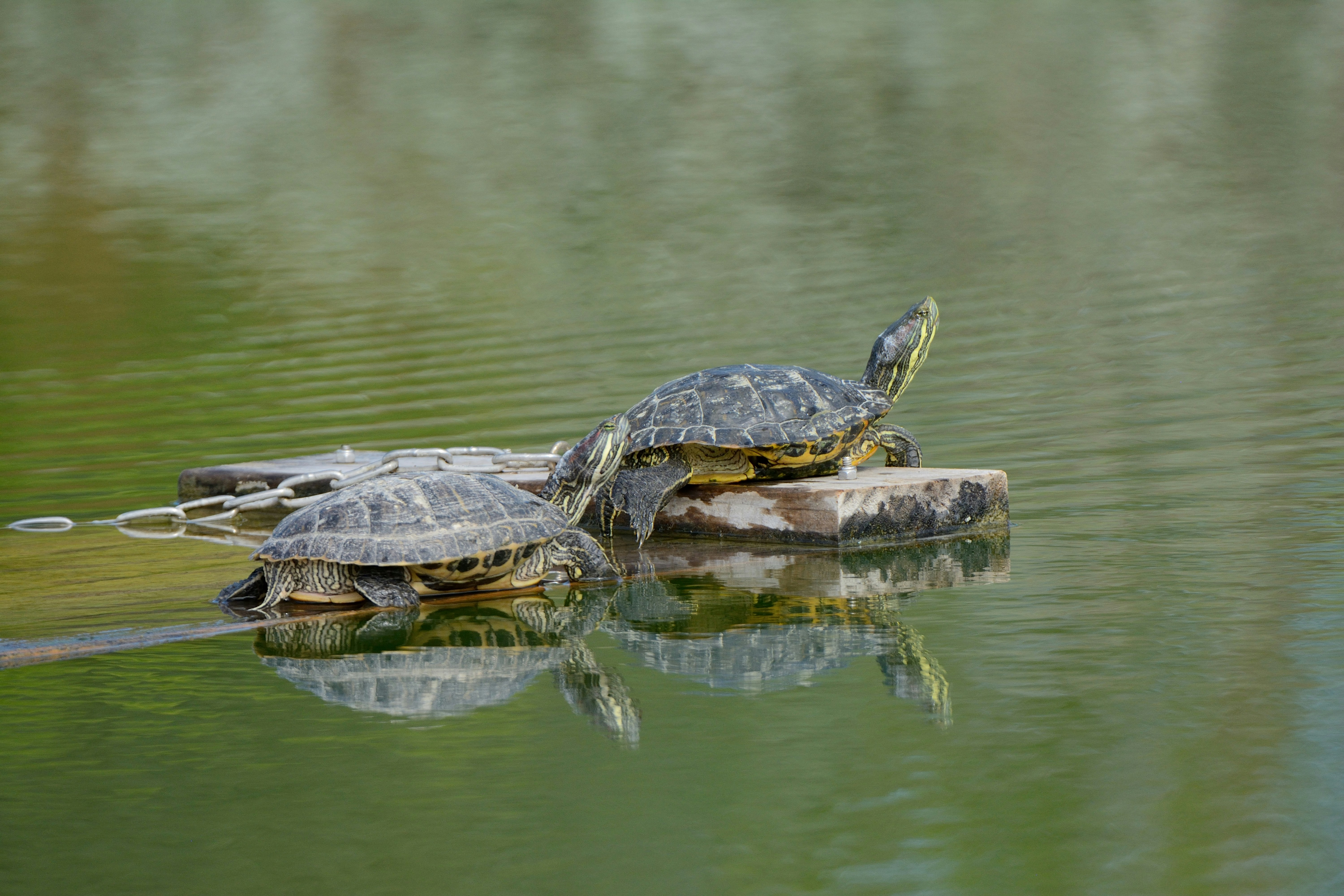 Photo by alex_makarov