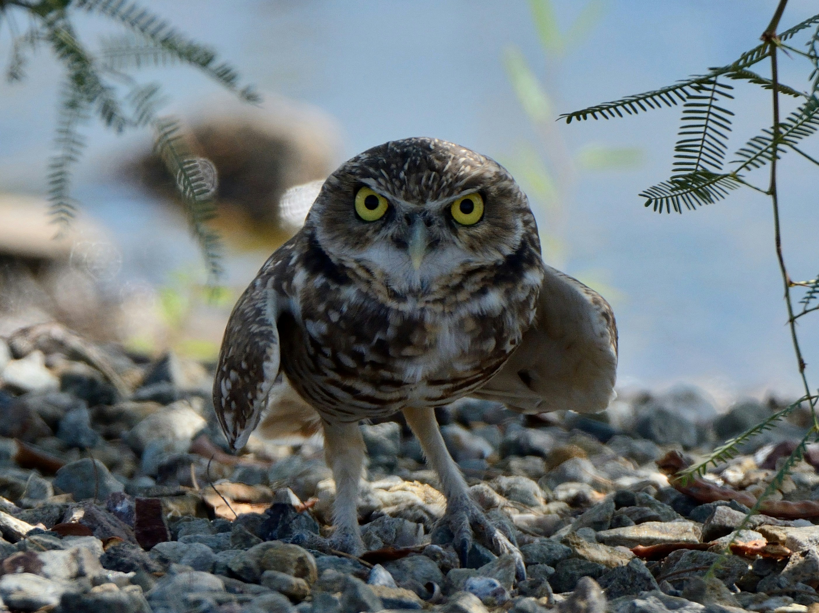 a small owl standing on top of a pile of rocks