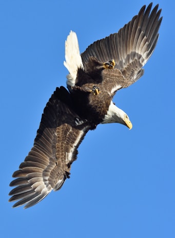 A majestic bald eagle soaring high above snow-capped mountain peaks under a clear blue sky.