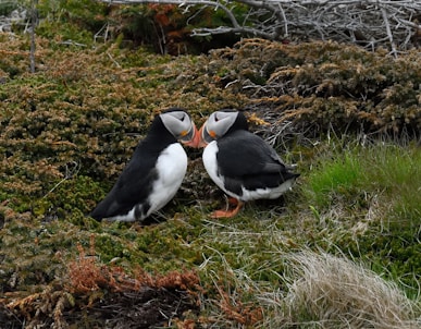 two puffin birds sitting on a patch of grass