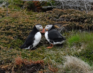 two puffin birds sitting on a patch of grass