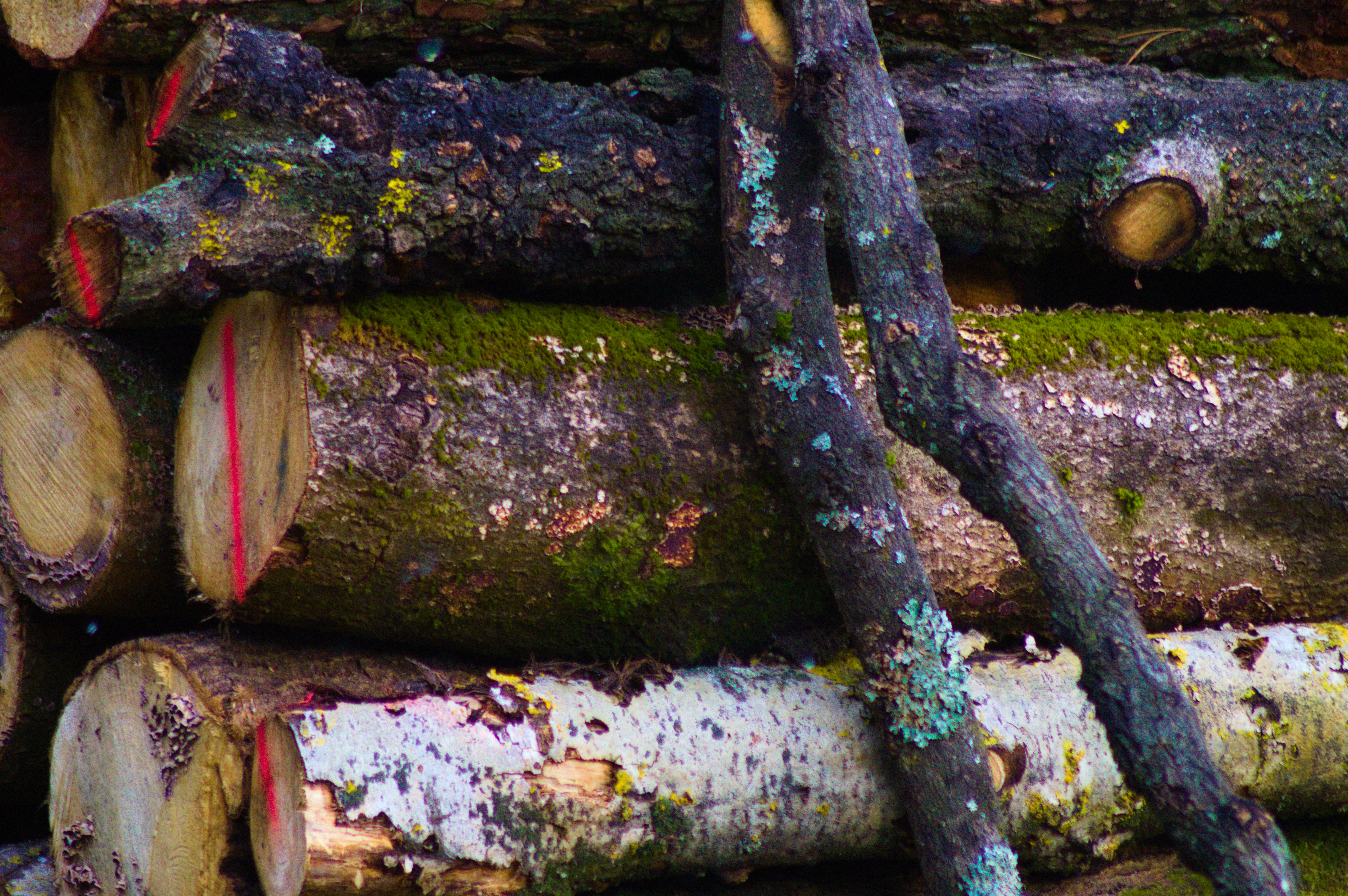 Photo by baba_yagarema