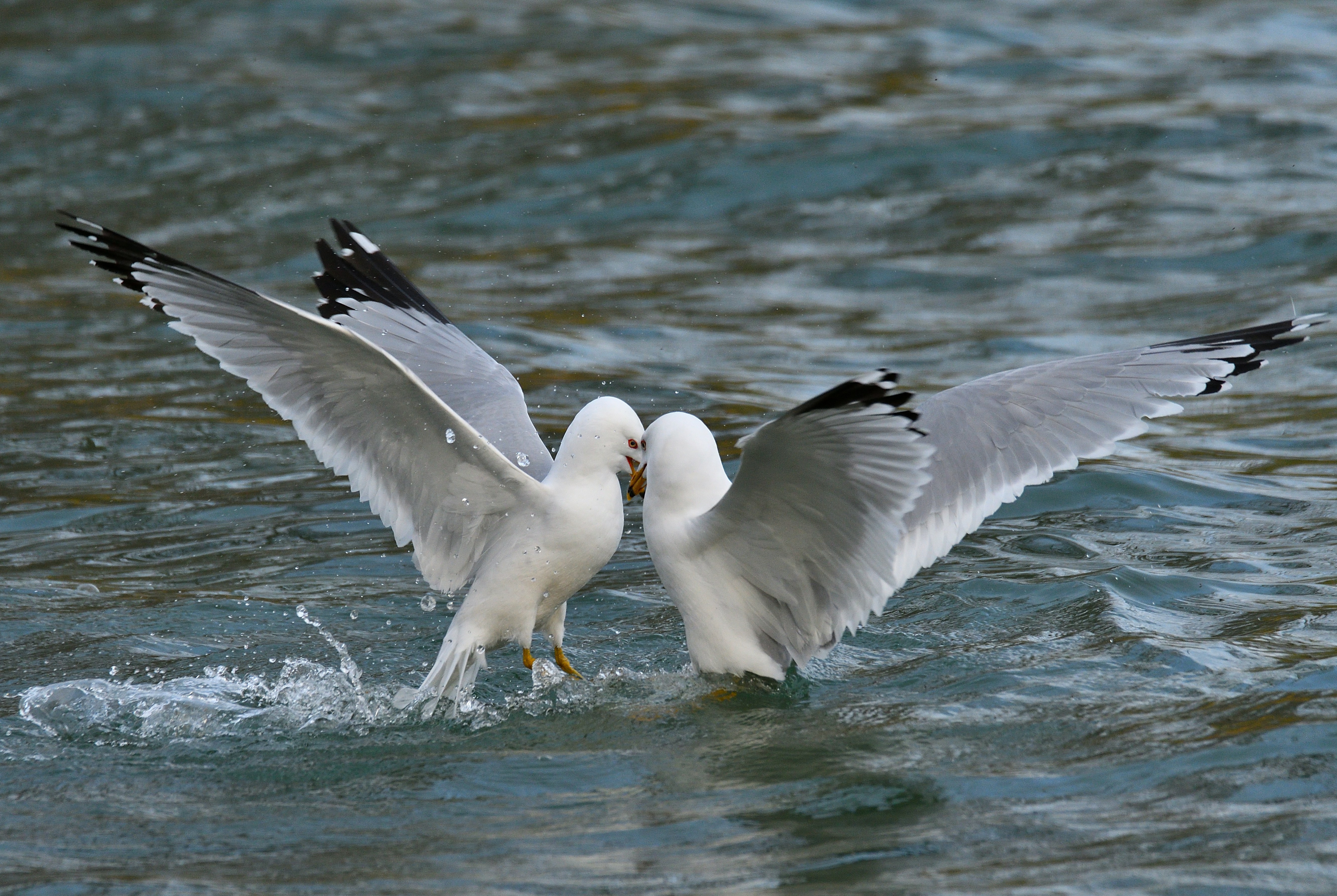 Photo by alex_makarov