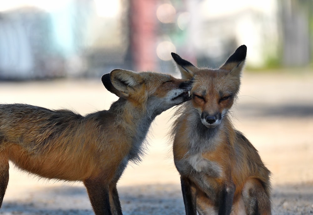 a couple of foxes standing next to each other